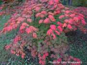 - FOR PICK UP ONLY | Acer pseudosieboldianum Japanese Maple | DOES NOT SHIP - Mr Maple │ Buy Japanese Maple Trees