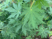 - FOR PICK UP ONLY | Acer pseudosieboldianum Japanese Maple | DOES NOT SHIP - Mr Maple │ Buy Japanese Maple Trees
