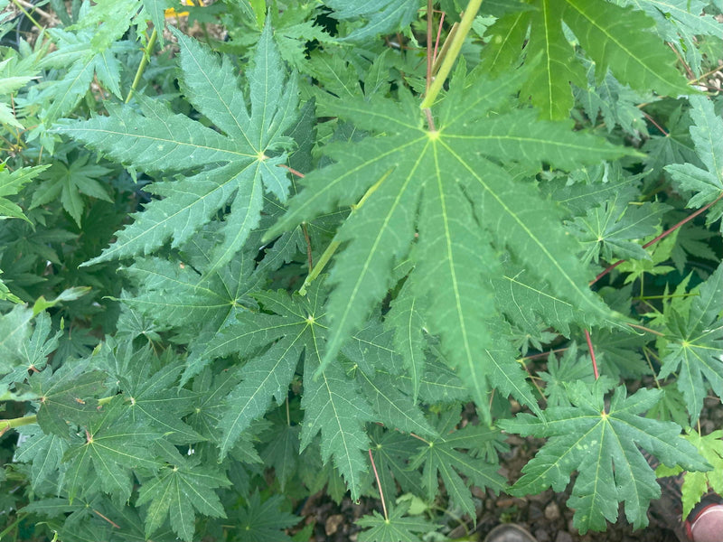 - FOR PICK UP ONLY | Acer pseudosieboldianum Japanese Maple | DOES NOT SHIP - Mr Maple │ Buy Japanese Maple Trees