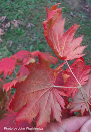 - FOR PICK UP ONLY | Acer pseudosieboldianum Japanese Maple | DOES NOT SHIP - Mr Maple │ Buy Japanese Maple Trees