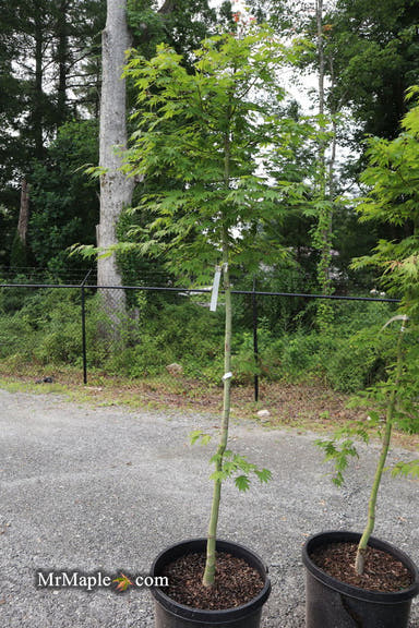 - FOR PICK UP ONLY | Acer tenuifolium Full Moon Japanese Maple | DOES NOT SHIP - Mr Maple │ Buy Japanese Maple Trees