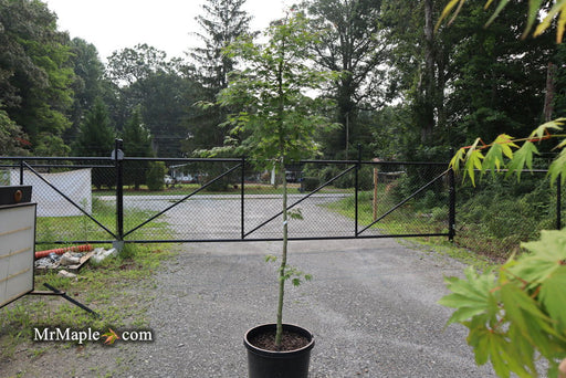 - FOR PICK UP ONLY | Acer tenuifolium Full Moon Japanese Maple | DOES NOT SHIP - Mr Maple │ Buy Japanese Maple Trees