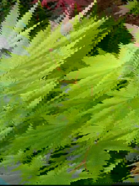 - FOR PICK UP ONLY | Acer tenuifolium Full Moon Japanese Maple | DOES NOT SHIP - Mr Maple │ Buy Japanese Maple Trees