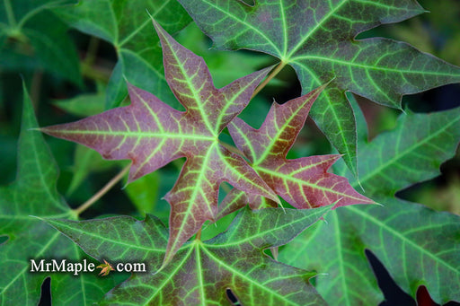 - FOR PICK UP ONLY | Acer truncatum 'Fire Dragon' Shantung Maple | DOES NOT SHIP - Mr Maple │ Buy Japanese Maple Trees