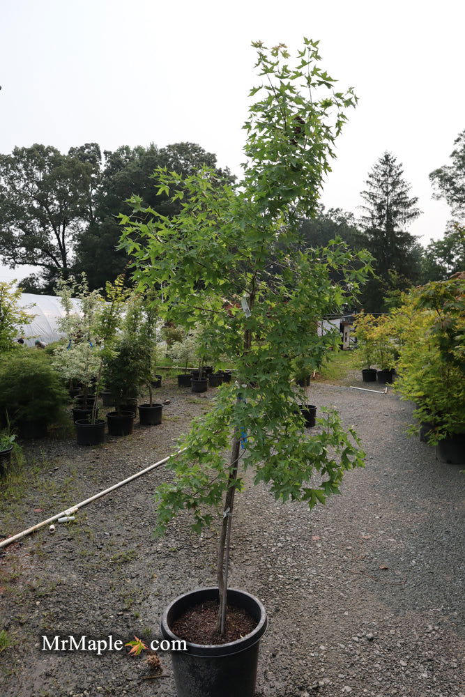 - FOR PICK UP ONLY | Acer truncatum 'Fire Dragon' Shantung Maple | DOES NOT SHIP - Mr Maple │ Buy Japanese Maple Trees