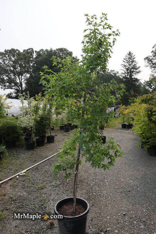 - FOR PICK UP ONLY | Acer truncatum 'Fire Dragon' Shantung Maple | DOES NOT SHIP - Mr Maple │ Buy Japanese Maple Trees