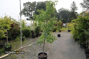 - FOR PICK UP ONLY | Acer truncatum 'Fire Dragon' Shantung Maple | DOES NOT SHIP - Mr Maple │ Buy Japanese Maple Trees