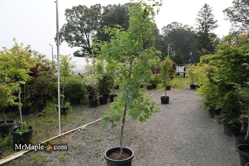- FOR PICK UP ONLY | Acer truncatum 'Fire Dragon' Shantung Maple | DOES NOT SHIP - Mr Maple │ Buy Japanese Maple Trees