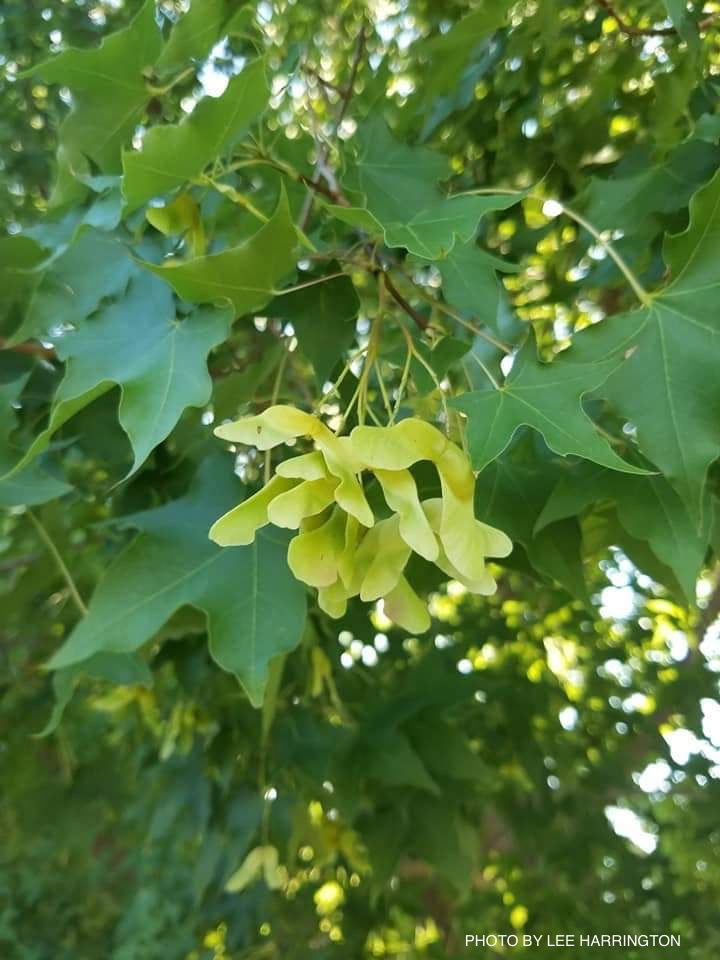 - FOR PICK UP ONLY | Acer truncatum 'Fire Dragon' Shantung Maple | DOES NOT SHIP - Mr Maple │ Buy Japanese Maple Trees