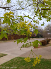 - FOR PICK UP ONLY | Acer truncatum 'Fire Dragon' Shantung Maple | DOES NOT SHIP - Mr Maple │ Buy Japanese Maple Trees