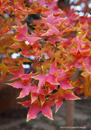 - FOR PICK UP ONLY | Acer truncatum 'Fire Dragon' Shantung Maple | DOES NOT SHIP - Mr Maple │ Buy Japanese Maple Trees