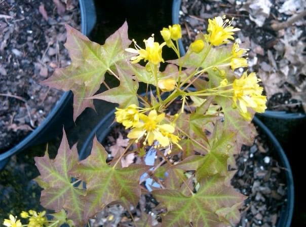 - FOR PICK UP ONLY | Acer truncatum 'Fire Dragon' Shantung Maple | DOES NOT SHIP - Mr Maple │ Buy Japanese Maple Trees