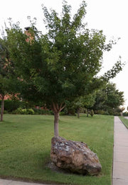 - FOR PICK UP ONLY | Acer truncatum 'Fire Dragon' Shantung Maple | DOES NOT SHIP - Mr Maple │ Buy Japanese Maple Trees