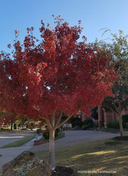 - FOR PICK UP ONLY | Acer truncatum 'Fire Dragon' Shantung Maple | DOES NOT SHIP - Mr Maple │ Buy Japanese Maple Trees