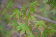 - FOR PICK UP ONLY | Acer truncatum 'Fire Dragon' Shantung Maple | DOES NOT SHIP - Mr Maple │ Buy Japanese Maple Trees