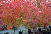 - FOR PICK UP ONLY | Acer truncatum 'Fire Dragon' Shantung Maple | DOES NOT SHIP - Mr Maple │ Buy Japanese Maple Trees
