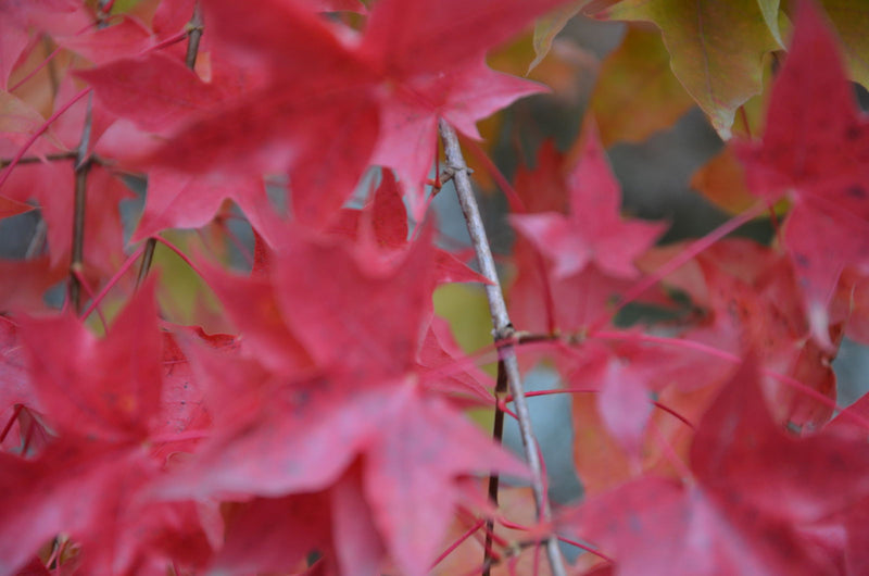 - FOR PICK UP ONLY | Acer truncatum 'Fire Dragon' Shantung Maple | DOES NOT SHIP - Mr Maple │ Buy Japanese Maple Trees