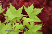 - FOR PICK UP ONLY | Acer truncatum 'Fire Dragon' Shantung Maple | DOES NOT SHIP - Mr Maple │ Buy Japanese Maple Trees