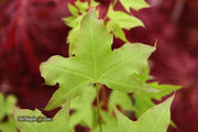 - FOR PICK UP ONLY | Acer truncatum 'Fire Dragon' Shantung Maple | DOES NOT SHIP - Mr Maple │ Buy Japanese Maple Trees