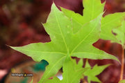 - FOR PICK UP ONLY | Acer truncatum 'Fire Dragon' Shantung Maple | DOES NOT SHIP - Mr Maple │ Buy Japanese Maple Trees