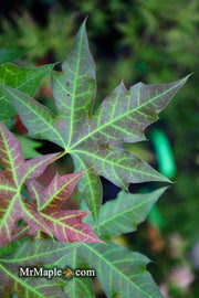 - FOR PICK UP ONLY | Acer truncatum 'Fire Dragon' Shantung Maple | DOES NOT SHIP - Mr Maple │ Buy Japanese Maple Trees