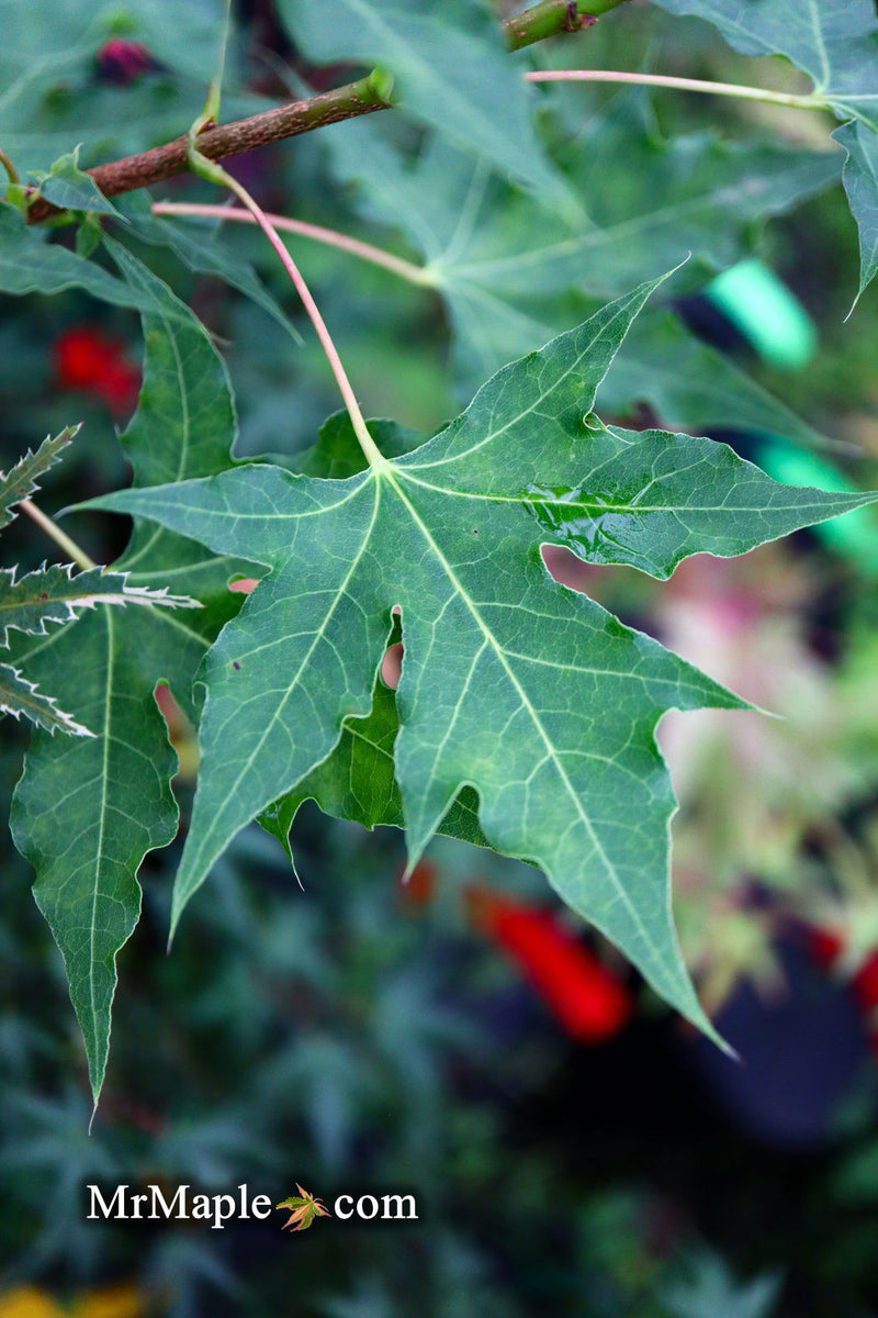 - FOR PICK UP ONLY | Acer truncatum 'Fire Dragon' Shantung Maple | DOES NOT SHIP - Mr Maple │ Buy Japanese Maple Trees