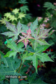 - FOR PICK UP ONLY | Acer truncatum 'Fire Dragon' Shantung Maple | DOES NOT SHIP - Mr Maple │ Buy Japanese Maple Trees