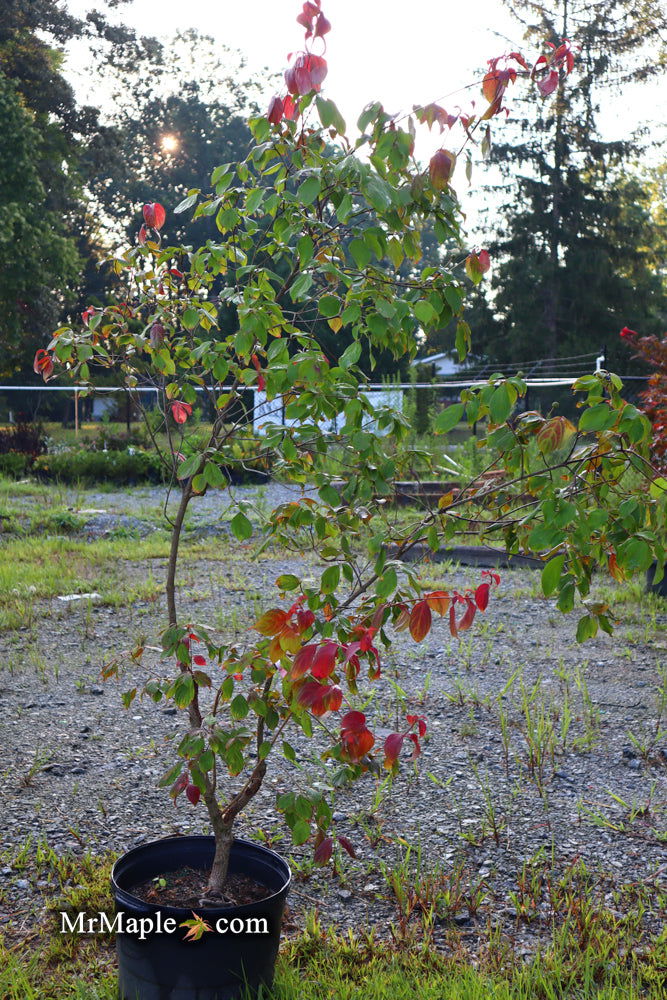 - FOR PICK UP ONLY | Cornus kousa 'NCCH1' Little Ruby™ Flowering Chinese Dogwood | DOES NOT SHIP - Mr Maple │ Buy Japanese Maple Trees