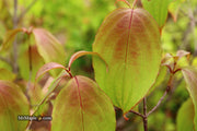 - FOR PICK UP ONLY | Cornus kousa 'NCCH1' Little Ruby™ Flowering Chinese Dogwood | DOES NOT SHIP - Mr Maple │ Buy Japanese Maple Trees