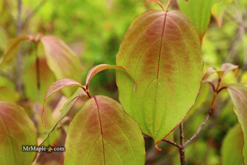 - FOR PICK UP ONLY | Cornus kousa 'NCCH1' Little Ruby™ Flowering Chinese Dogwood | DOES NOT SHIP - Mr Maple │ Buy Japanese Maple Trees