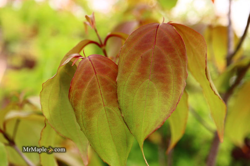 - FOR PICK UP ONLY | Cornus kousa 'NCCH1' Little Ruby™ Flowering Chinese Dogwood | DOES NOT SHIP - Mr Maple │ Buy Japanese Maple Trees