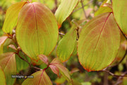 - FOR PICK UP ONLY | Cornus kousa 'NCCH1' Little Ruby™ Flowering Chinese Dogwood | DOES NOT SHIP - Mr Maple │ Buy Japanese Maple Trees