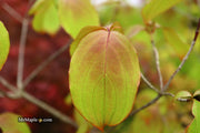 - FOR PICK UP ONLY | Cornus kousa 'NCCH1' Little Ruby™ Flowering Chinese Dogwood | DOES NOT SHIP - Mr Maple │ Buy Japanese Maple Trees