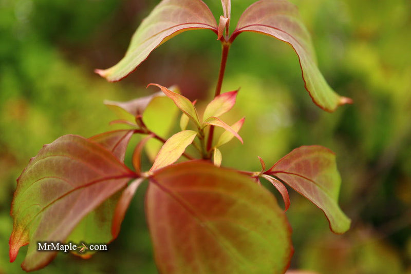 - FOR PICK UP ONLY | Cornus kousa 'NCCH1' Little Ruby™ Flowering Chinese Dogwood | DOES NOT SHIP - Mr Maple │ Buy Japanese Maple Trees