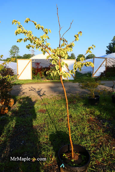 - FOR PICK UP ONLY | Davidia involucrata 'Lady Sunshine' Variegated Dove Tree | DOES NOT SHIP - Mr Maple │ Buy Japanese Maple Trees