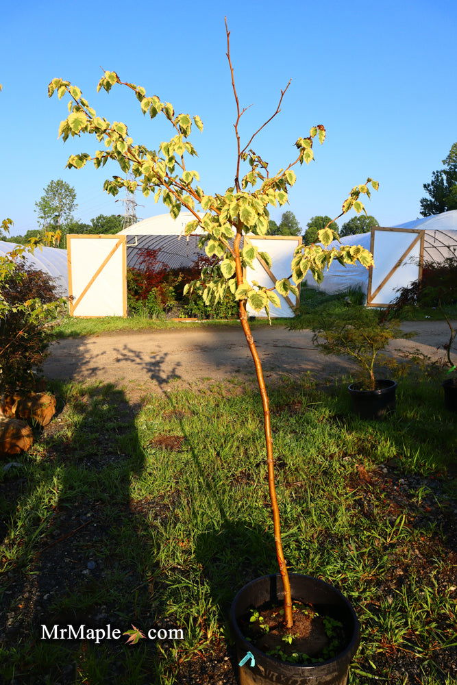 - FOR PICK UP ONLY | Davidia involucrata 'Lady Sunshine' Variegated Dove Tree | DOES NOT SHIP - Mr Maple │ Buy Japanese Maple Trees