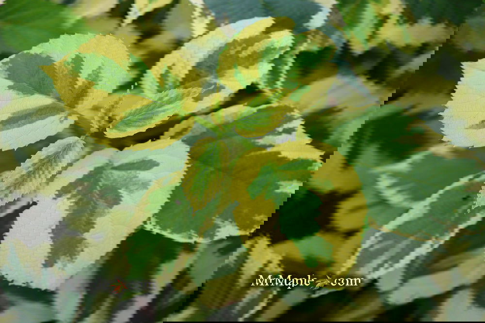 Buy Davidia involucrata 'Lady Sunshine' Variegated Dove Tree — Mr