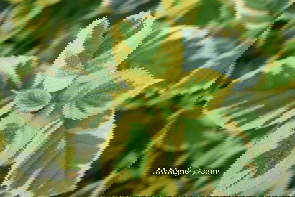 Buy Davidia involucrata 'Lady Sunshine' Variegated Dove Tree — Mr