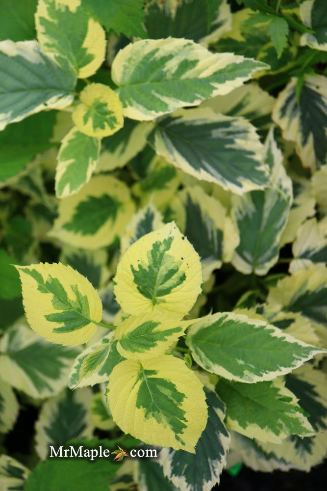 Buy Davidia involucrata 'Lady Sunshine' Variegated Dove Tree — Mr