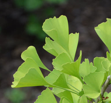 - FOR PICK UP ONLY | Ginkgo biloba 'Blagon' | DOES NOT SHIP - Mr Maple │ Buy Japanese Maple Trees