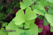 - FOR PICK UP ONLY | Ginkgo biloba 'Blagon' | DOES NOT SHIP - Mr Maple │ Buy Japanese Maple Trees