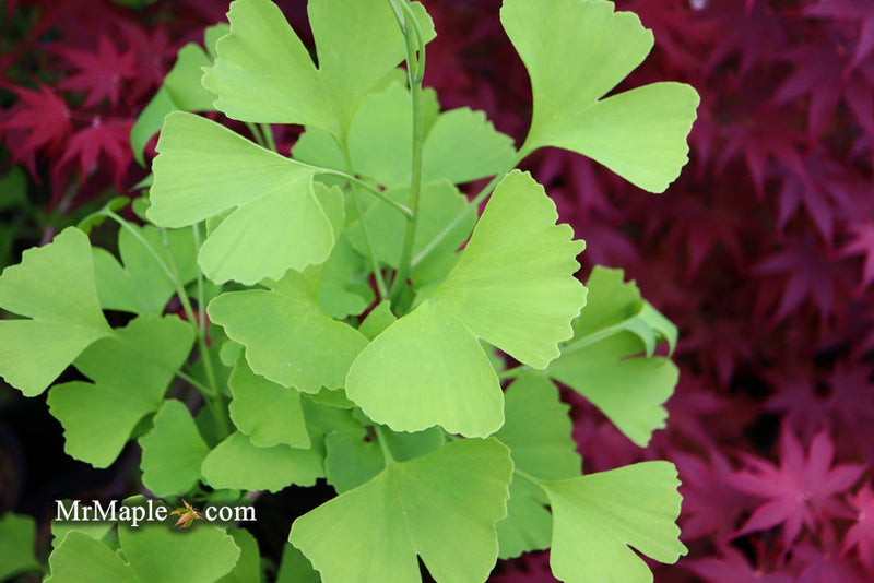 - FOR PICK UP ONLY | Ginkgo biloba 'Blagon' | DOES NOT SHIP - Mr Maple │ Buy Japanese Maple Trees