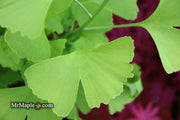 - FOR PICK UP ONLY | Ginkgo biloba 'Blagon' | DOES NOT SHIP - Mr Maple │ Buy Japanese Maple Trees