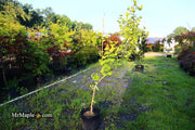 - FOR PICK UP ONLY | Ginkgo biloba 'Bryson City' Narrow Vase Ginkgo Tree | DOES NOT SHIP - Mr Maple │ Buy Japanese Maple Trees