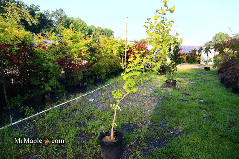 - FOR PICK UP ONLY | Ginkgo biloba 'Bryson City' Narrow Vase Ginkgo Tree | DOES NOT SHIP - Mr Maple │ Buy Japanese Maple Trees