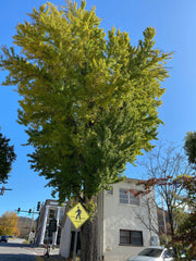 - FOR PICK UP ONLY | Ginkgo biloba 'Bryson City' Narrow Vase Ginkgo Tree | DOES NOT SHIP - Mr Maple │ Buy Japanese Maple Trees
