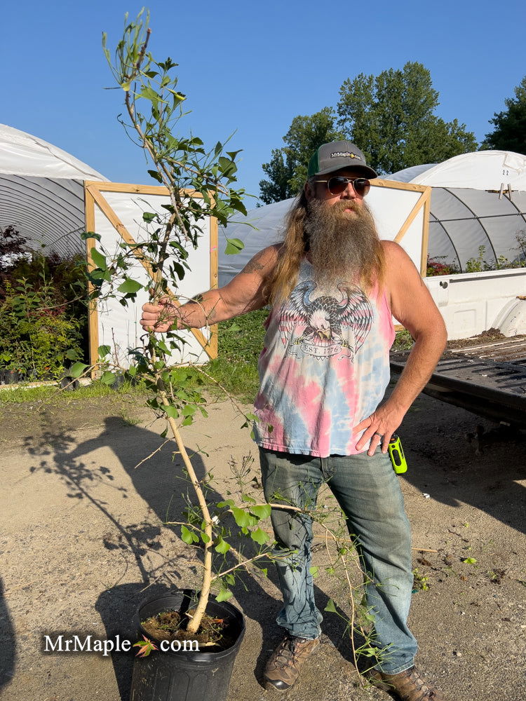 - FOR PICK UP ONLY | Ginkgo biloba 'Lakeview' Columnar Ginkgo Tree | DOES NOT SHIP - Mr Maple │ Buy Japanese Maple Trees