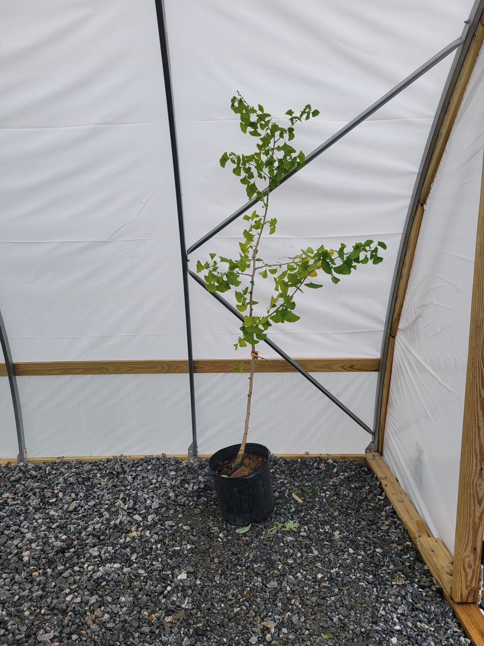 Buy Ginkgo biloba 'Praga' Dwarf Male Ginkgo Tree — Mr Maple │ Buy