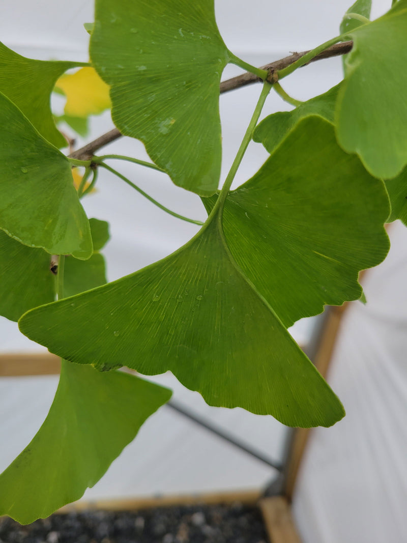 - FOR PICK UP ONLY | Ginkgo biloba 'Praga' Dwarf Male Ginkgo Tree | DOES NOT SHIP - Mr Maple │ Buy Japanese Maple Trees