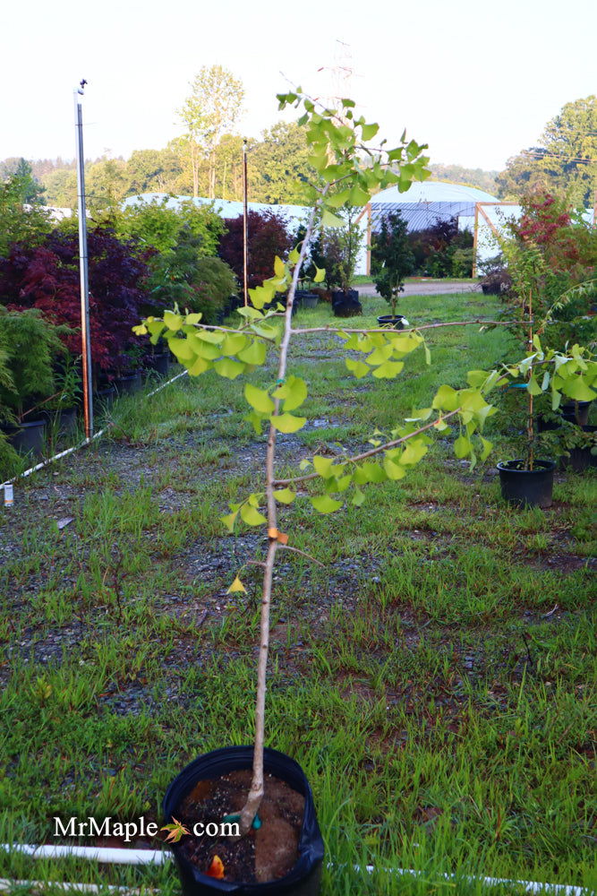 - FOR PICK UP ONLY | Ginkgo biloba 'Praga' Dwarf Male Ginkgo Tree | DOES NOT SHIP - Mr Maple │ Buy Japanese Maple Trees